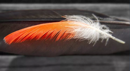 Qu'est arrivé en premier, la plume ou l'oiseau ?