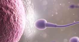 L'ovule et le spermatozoïde