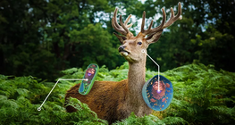 Vergleich der Zellen von Pflanzen und Tieren