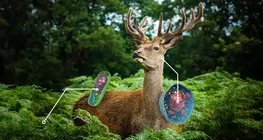 Vergelijking van planten- en dierencellen