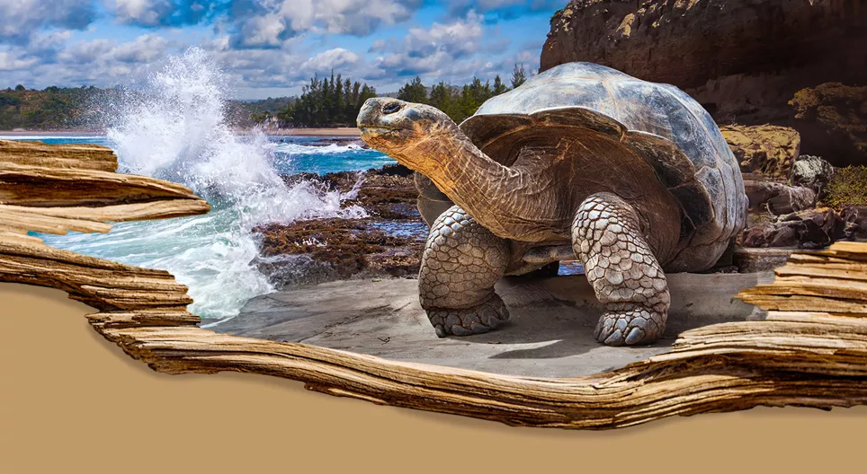 De langstlevende soorten