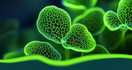 De wereld van de plantenhormonen