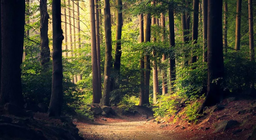 Sind alle Wälder gleich?