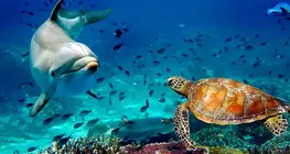 Sea Animals - Int. Ed.