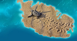 Explore the wildlife of Malta