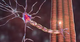 Biomechanical properties of the peripheral nerves
