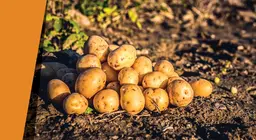 Kartoffeloase