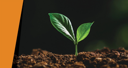 Dans l'obscurité de la nuit