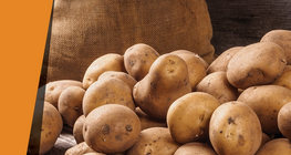 Pomme de terre comme catalyseur