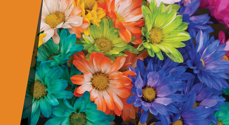 Bloemblaadjes van duizenden kleuren