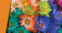 Bloemblaadjes van duizenden kleuren