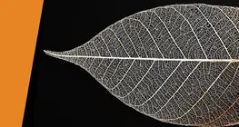 Bladskelet