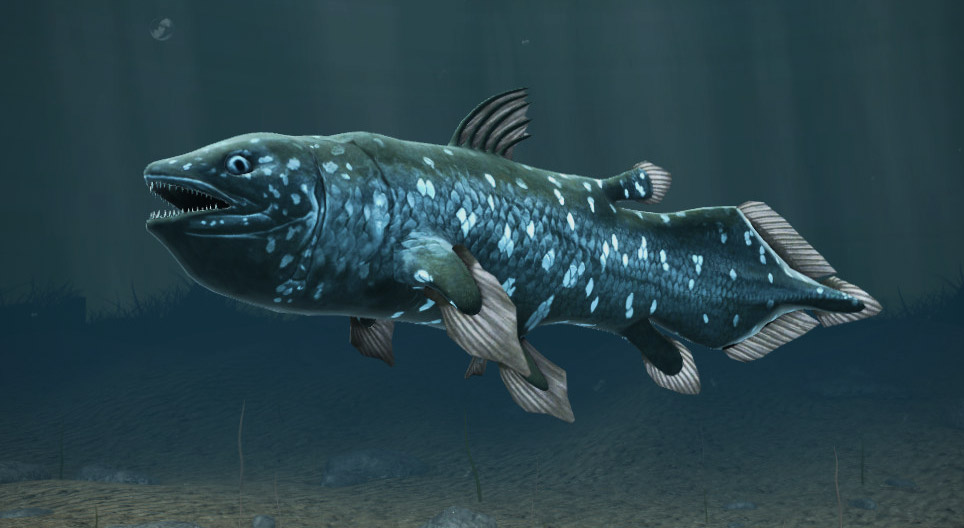Gewone coelacant