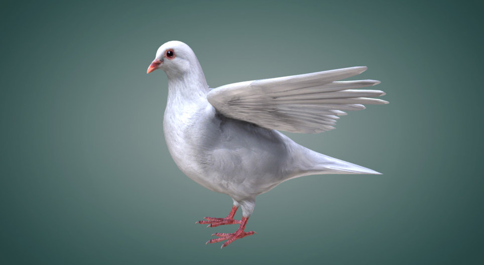 Verschillende typen veren