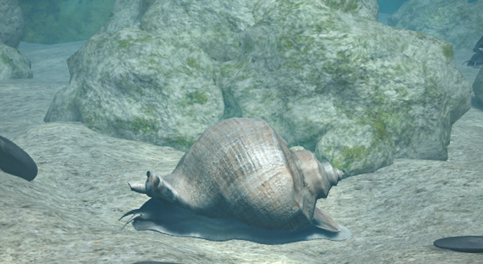 Geaderde stekelhoren (Rapana venosa)