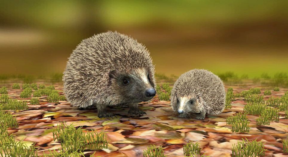 Oost-Europese egel