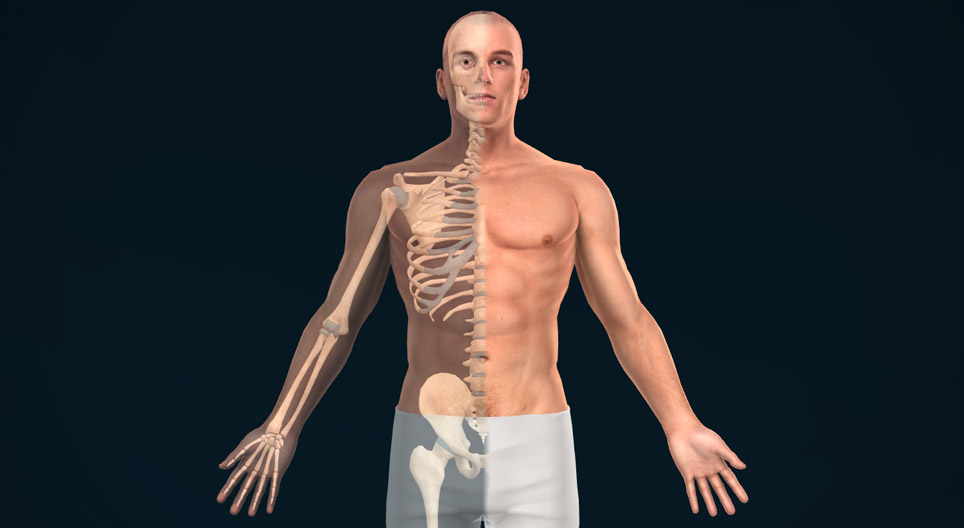 Anatomische vlakken, assen en richtingen