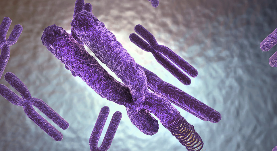 De organisatie van genetisch materiaal