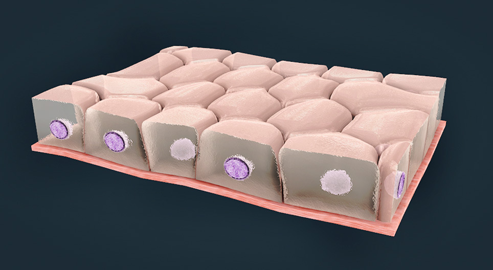 Soorten Epitheelweefsel