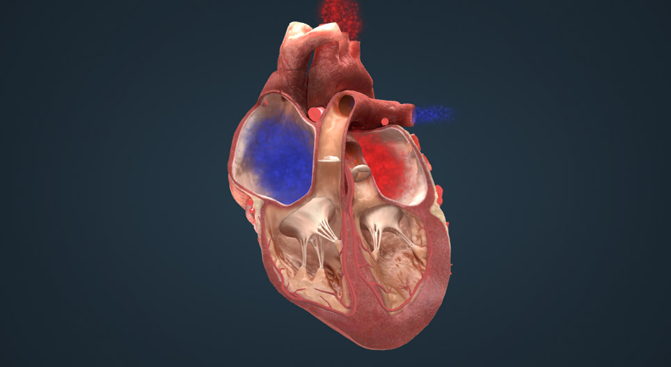 Elektrisch geleidingssysteem van het hart