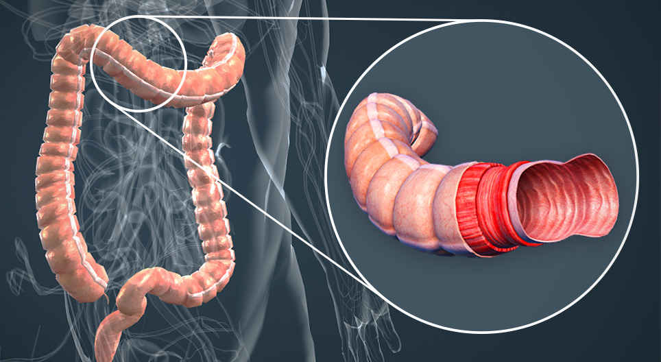 Anatomie van de dikke darm