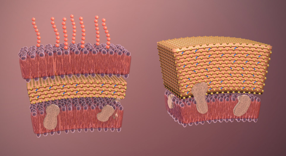 Bacteriën (gevorderd)