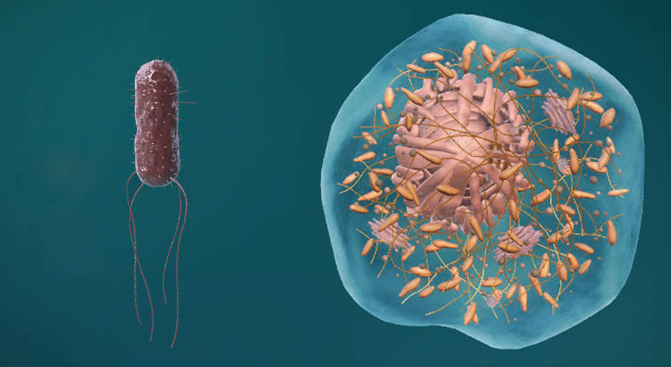 De structuur van prokaryote en eukaryote cellen