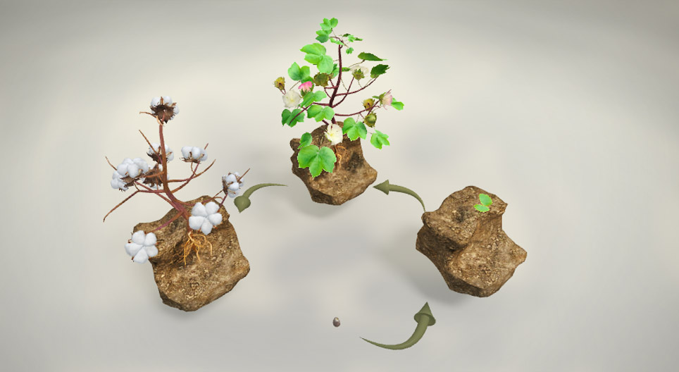 Waarvan wordt katoen gemaakt?