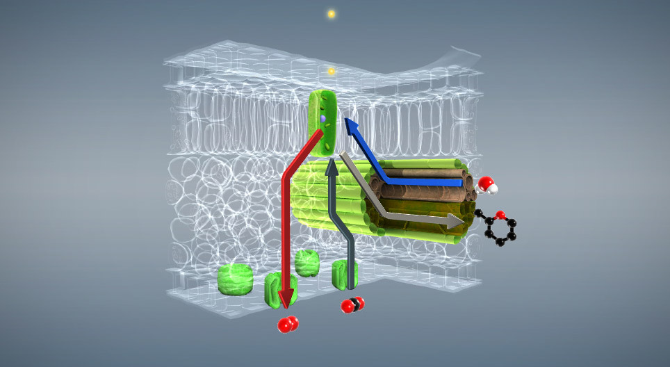 Fotosynthese (basisniveau)