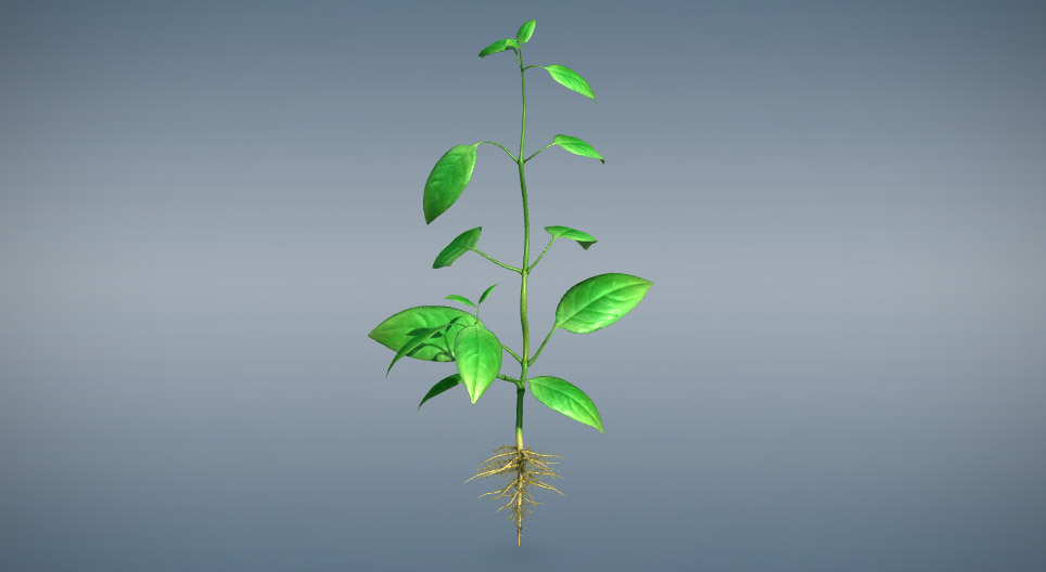 Vegetatieve plantenorganen