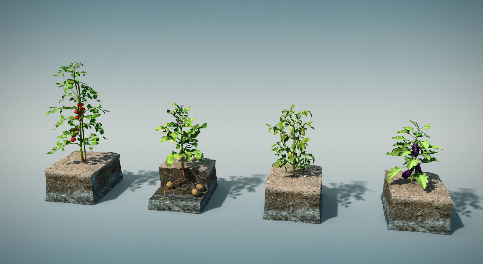 Eetbare planten uit de nachtschadefamilie