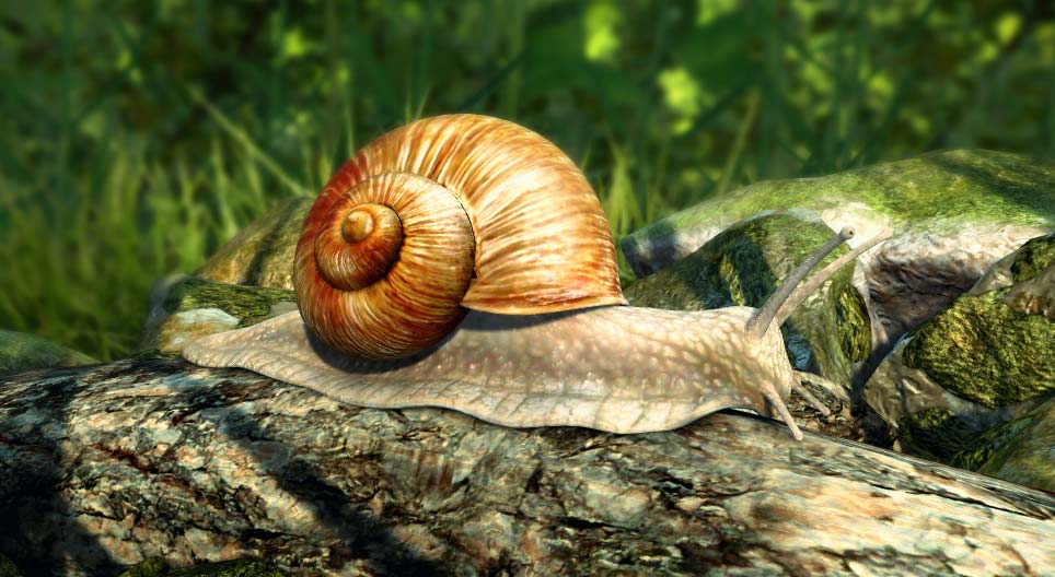 Vinbergsnegle