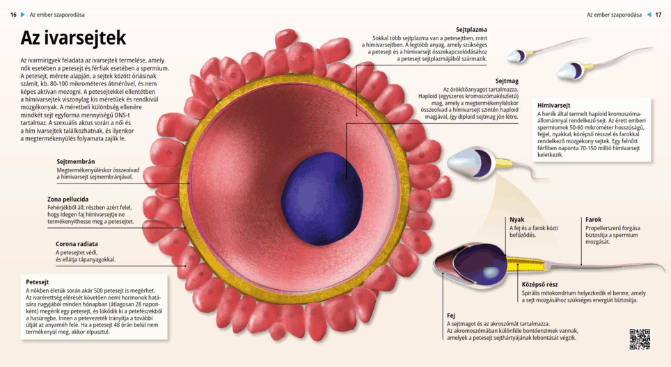 Gametes