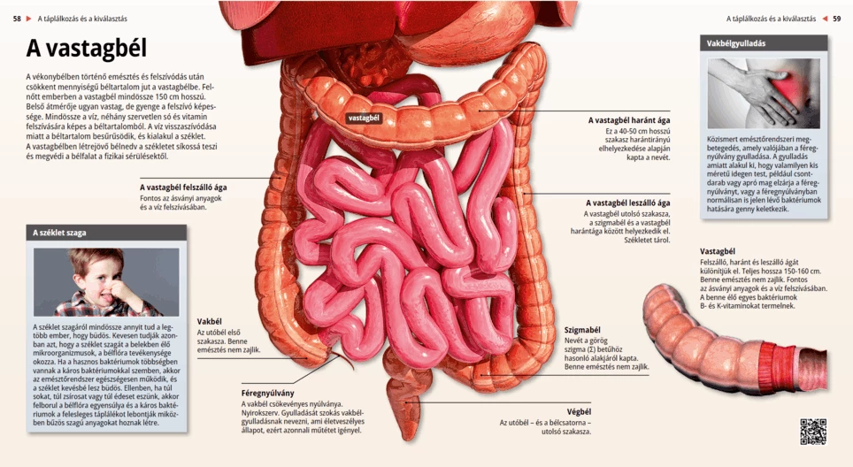 The Colon
