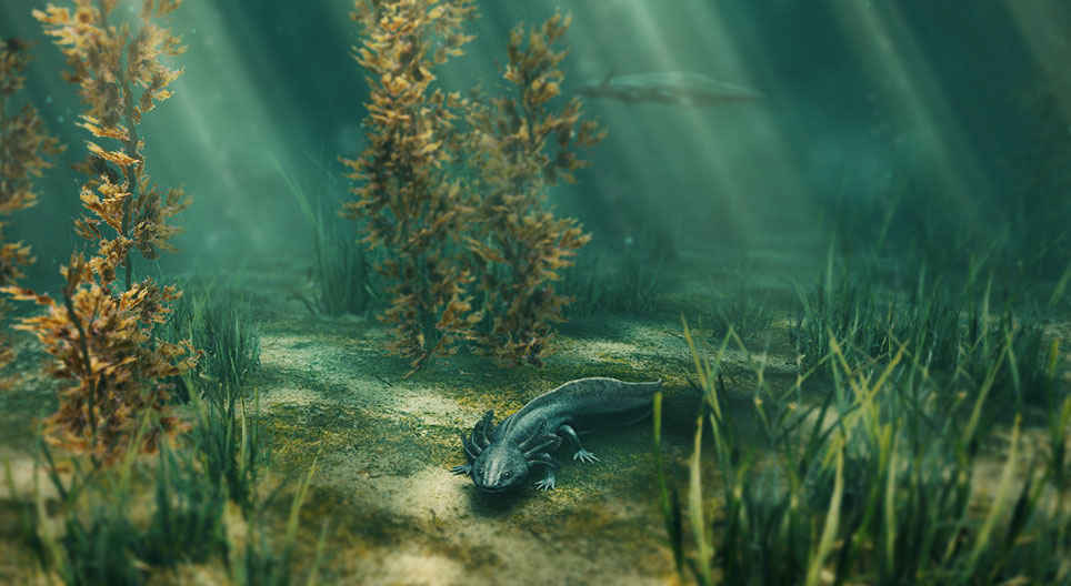 Axolote