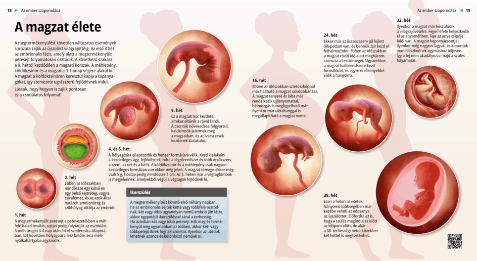 La vida prenatal
