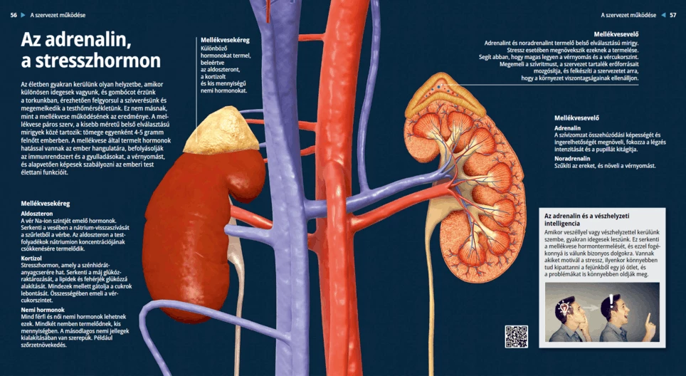 La glándula suprarrenal