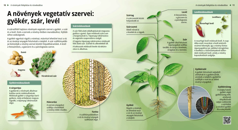 Los órganos vegetativos de las plantas