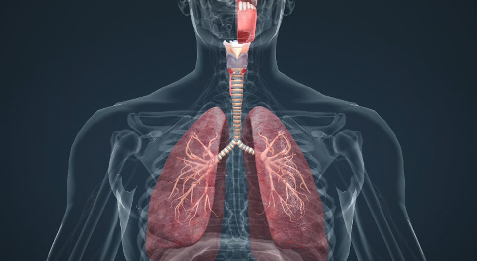 Sistemul respirator