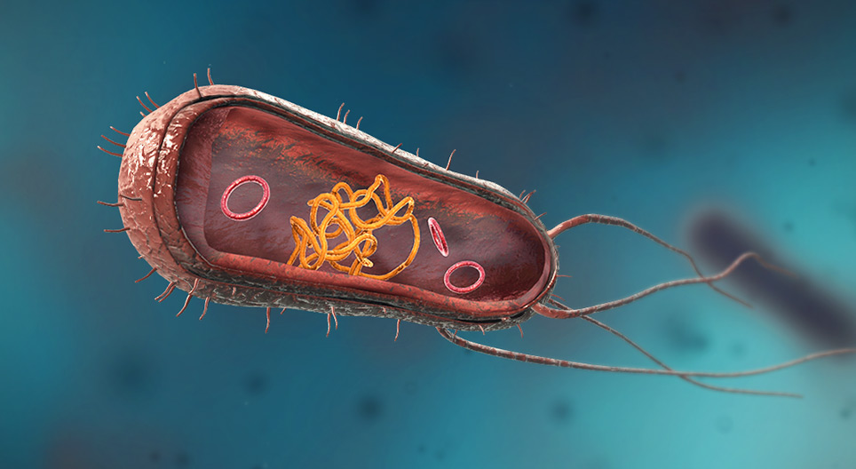 Bacterii (sferice, în formă de bastonaș, spiralate)