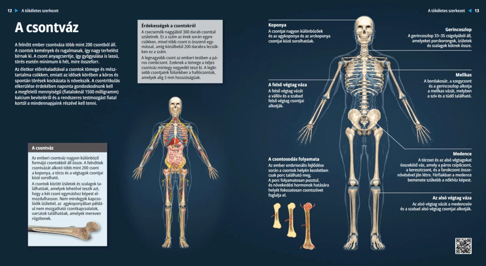 The Skeleton