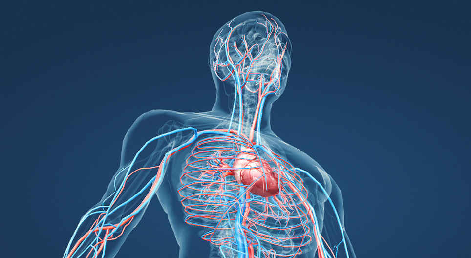 Circulatory system