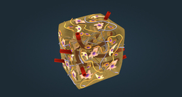 Connective tissues