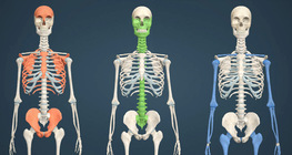 Bone structure