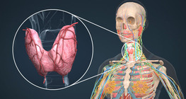 Thyroid gland