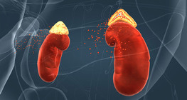 The adrenal glands