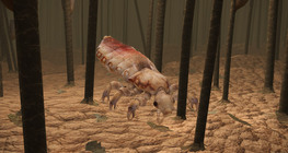 Head lice