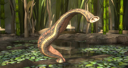 Medicinal leech