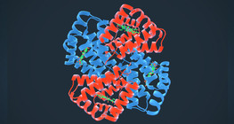 Haemoglobin