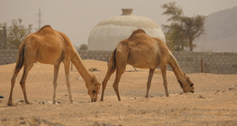 Il deserto
